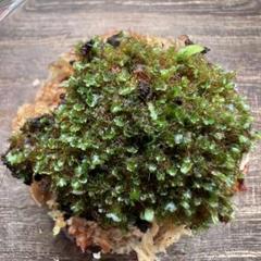 【③】P. willinckii 月光爪哇 ポット苗 P.willinckii ´ 月光爪哇 ´ OC