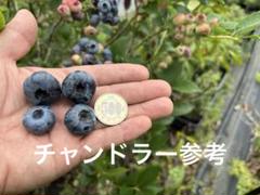 2025年最新】ブルーベリー 苗 チャンドラーの人気アイテム