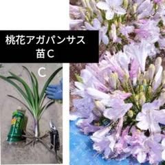 rui！今だけ価格アガパンサス　ピンク混じり④青混じり② 2025年最新】アガパンサス ピンクの人気アイテム - メルカリ
