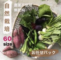 60size 無農薬の自然栽培【おまかせ野菜セット】