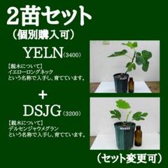 イチジク苗まとめ,（540-YELN+556-DSJG）,いちじく イチジク苗まとめ,（540-YELN+556-DSJG）,いちじく - メルカリ