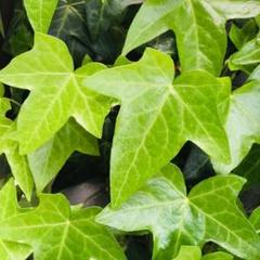 アイビー ヘデラ 無農薬 寄植えガーデニングに