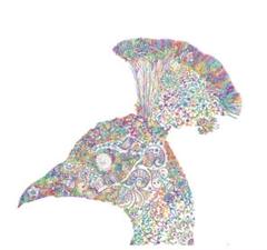 アジアン風 デザイン 孔雀 Peacock 横顔 線画 オリジナル ミクスチャー