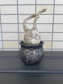 発根済 長期管理株 パキポディウム グラキリス 中川智治 塊根植物 現地球 発根済 長期管理株 パキポディウム グラキリス 中川智治 塊根