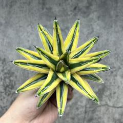 ま*ぽ様 多肉植物・アガベ・氷山・笹の雪の黄覆輪・鮮明な黄色斑の中斑種　親株出品 多肉植物 アガベ 黄金氷山 笹の雪の黄覆輪 黄色斑の中斑種 美株