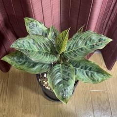 2025年最新】aglaonema pictumの人気アイテム - メルカリ