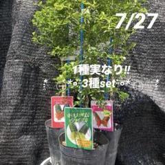 ③*ஐ3種*ஐフィンガーライム・苗木【グリーンジャイアント・ドリームタイム・ ④ஐ3種*ஐフィンガーライム・苗木【ドリームタイム・ジャリ