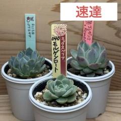 百鬼丸B　札付きポットごとメルカリ便ルイパパさん苗 ホーリンゼ実生札付きポットごとメルカリ便ルイパパさん苗