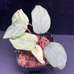同梱割 Homalomena sp.SilverBlack Velvet KN便 Homalomena sp.Platinum Velvet ホマロメナ KN便 - メルカリ