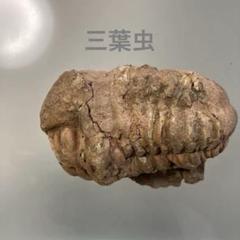 【天然石/原石】三葉虫化石