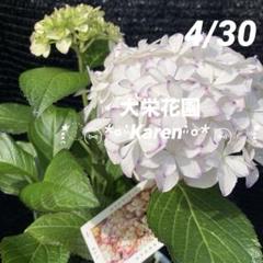 来年育成用アジサイ大栄花園4種➕レンブラント♡メルカリ便