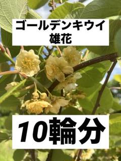 キウイ花粉　20g 新品未開封　輸入花粉　クール便発送 3.キウイの花粉(雄花の葯) [約100花数分] 2025年採取 - メルカリ