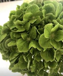 輸入アジサイエルブタル大苗 生花】輸入アジサイ エルブタル(秋色) クラシックブルー 花約20