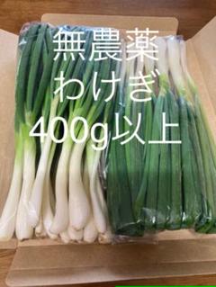 わけぎの球根の中古 未使用品 メルカリ わけぎの球根の中古 未使用品 メルカリ