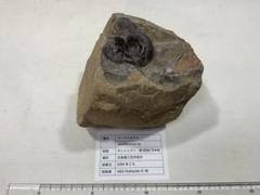 北海道アンモナイトA　中川産　冬休み　自由研究　科学　鉱石 北海道アンモナイトA中川産冬休み自由研究科学鉱石