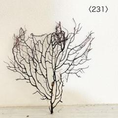 ウミウチワ〈231〉