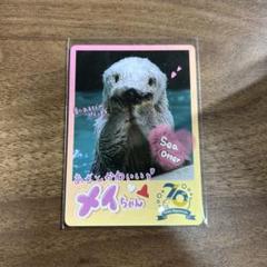 鳥羽水族館 70周年記念カード メイちゃん ポテト レア ラッコ 70周年記念 鳥羽水族館 コレクションカード メイちゃん ラッコ