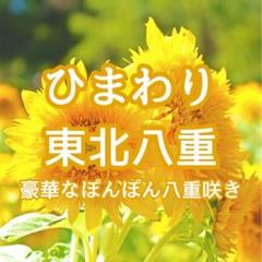 ひまわり　　再出品 CD8cmシングル』☆長渕 剛「ひまわり」※中古 - メルカリ