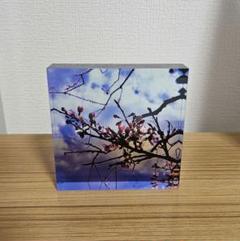 桜 アクリルブロック インテリア