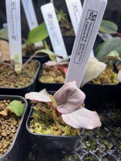 2025年最新】Homalomena sp. Velvetの人気アイテム - メルカリ