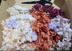 ヨーロッパ　アンティーク　押し花 楽天市場】【mflowerコラボ】押し花 さくら 啓翁桜 正面向き