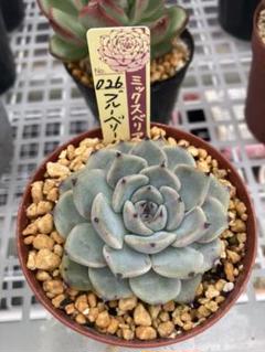 石の花 ミックスベリアの中古/未使用品 - メルカリ