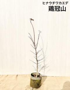 2025年最新】ヒナウチワカエデの人気アイテム - メルカリ