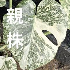 モンステラ デリシオーサ ホワイトモンスター(Monstera