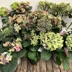 植栽用アジサイ6種類セット ハイドランジア 落葉樹 植栽用アジサイ6種類セット ハイドランジア 落葉樹 - メルカリ