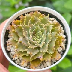 現品限り 大人気 多肉植物 スターファイヤー 超美苗 レア種 ゆうゆう発送 2025年最新】スターファイアー 多肉の人気アイテム - メルカリ