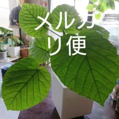 観葉植物 フィカス ウンベラータの中古 未使用品を探そう メルカリ