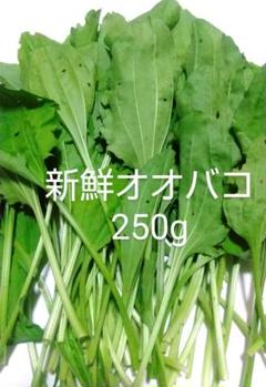 新鮮オオバコ 250gのサムネイル