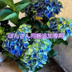 k*u様 アジサイ　8寸 レッドアメジスト　ブルー　紫陽花 アジサイ 8寸2種2鉢 紫陽花 鉢花