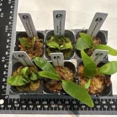 ビカクシダセット6種 - メルカリ