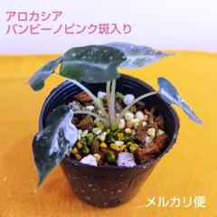 2025年最新】アロカシア バンビーノ 斑入りの人気アイテム