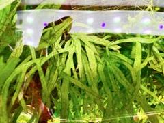 ミクロソリウム・トライデント ミニ (3株) ◇超希少種 大きく