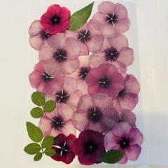 押し花素材/小花押し花　2枚