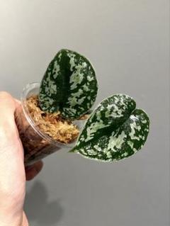 2025年最新】scindapsus スキンダプサスの人気アイテム - メルカリ