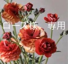 ラナンキュラスラックス《ハデス》☆お買い得☆