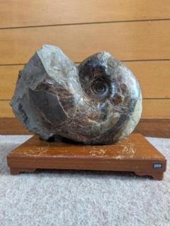 アンモナイト化石 17cm(289)