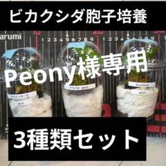 2025年最新】ビカクシダ胞子の人気アイテム - メルカリ