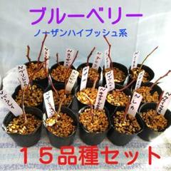 極大実6品種セット ノーザンハイブッシュ系ブルーベリー苗木