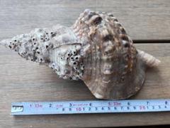 貝殻 置物 約23cm ホラ貝
