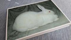 「うさぎの仲間」フラッシュカード43枚+表紙