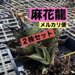 選抜【匿名配送】狂刺 ぶつぶつ アガベ チタノタ 星空 TC 大きめ