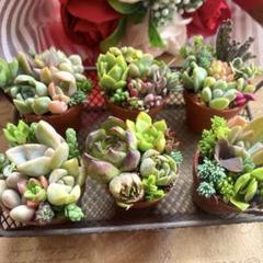 2025年最新】多肉植物 寄せ植え そのまま飾れるの人気アイテム
