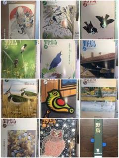 野鳥 2008年1〜12月号 全11冊 B5版ファイル綴 日本野鳥の会(29)
