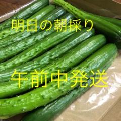 農家直送新鮮野菜キュウリ即購入OKきゅうり胡瓜