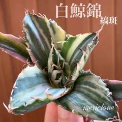 黒*店様 オークション　希少　超選抜　くっきり斑　アガベ　白鯨錦　縞斑　ゼブラ オークション 希少 超選抜 くっきり斑 アガベ 白鯨錦 縞斑