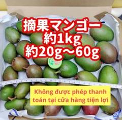194 摘果マンゴー/青マンゴー/グリーンマンゴー 約1kg【農家直送